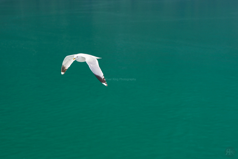 RK_160607_A7RII_102795 RK_160607_A7RII_102795