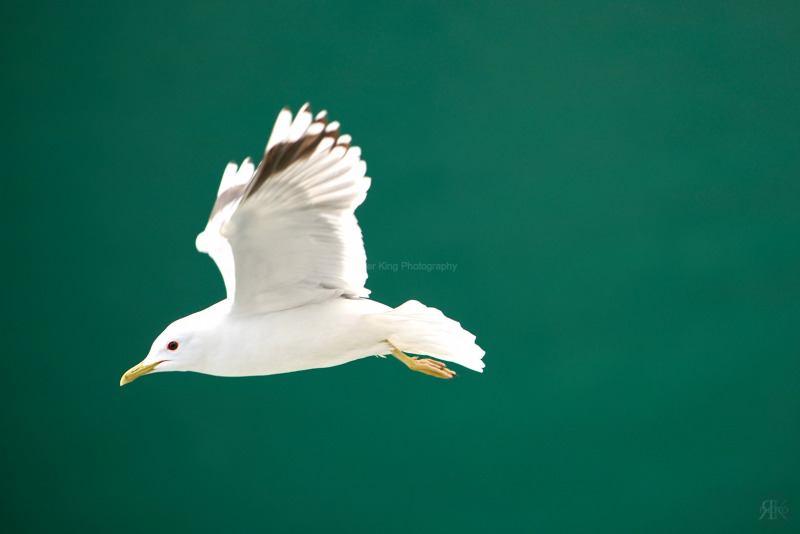 RK_160607_A7RII_102816 RK_160607_A7RII_102816