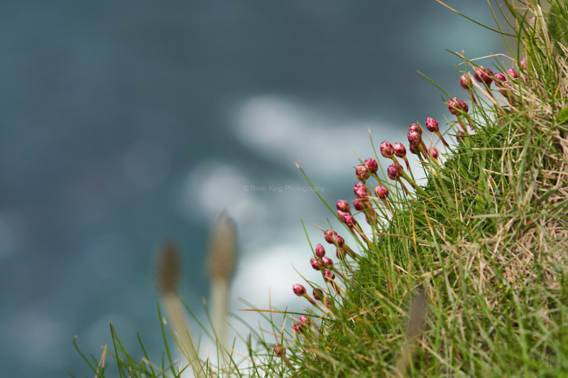 RK_180507_A7RIII_006773 RK_180507_A7RIII_006773