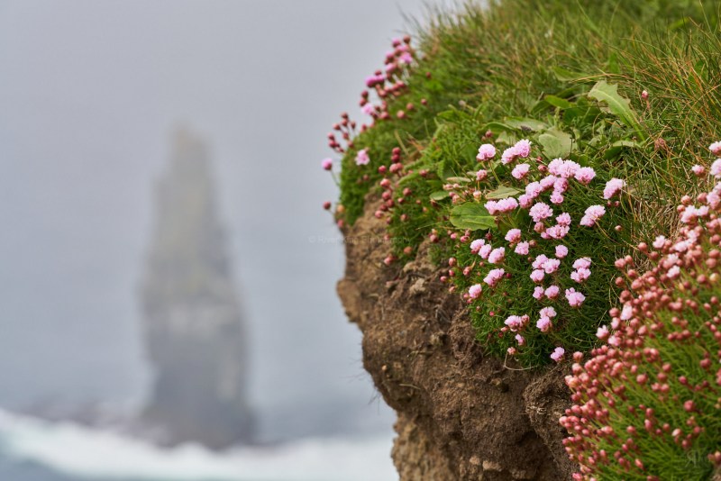 RK_180507_A7RIII_006784 RK_180507_A7RIII_006784