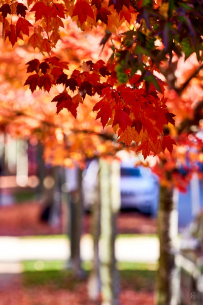 RK_181014_A7RIII_101718