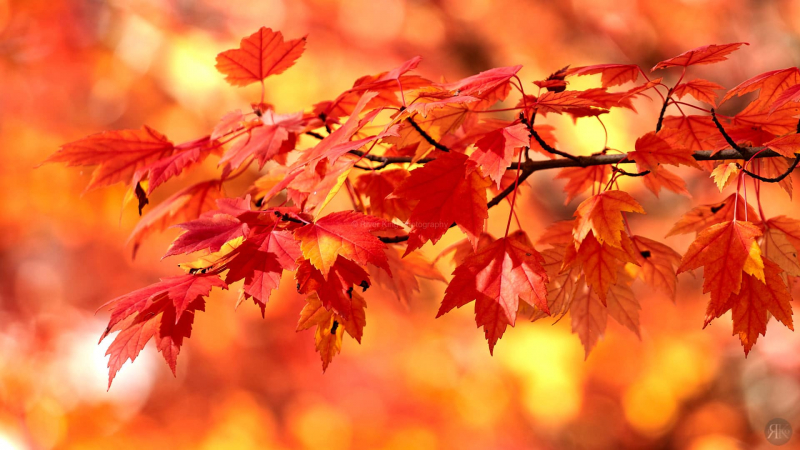 RK_181014_A7RIII_101727