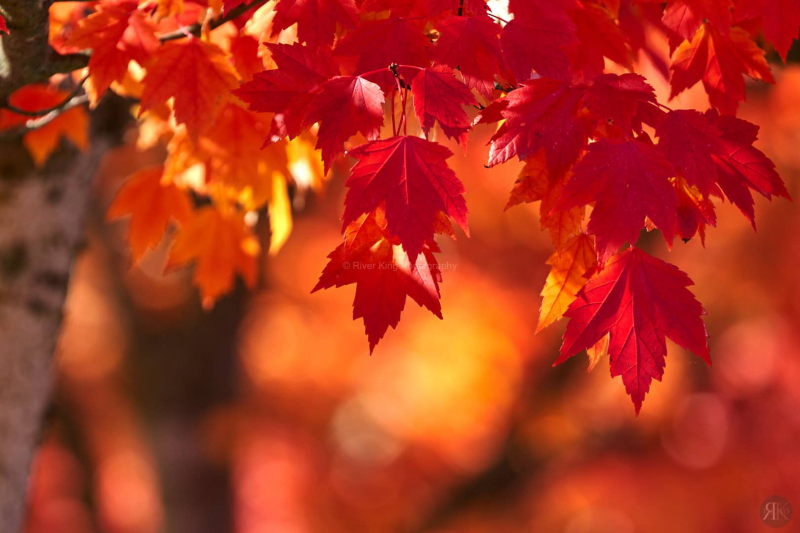 RK_181014_A7RIII_101734-1