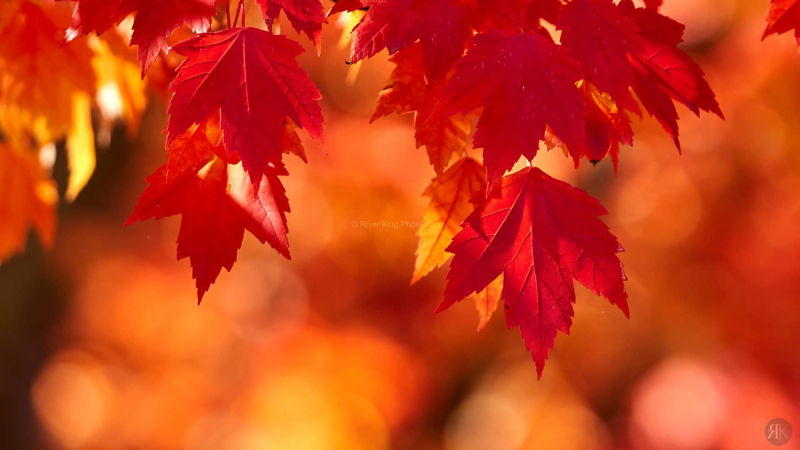 RK_181014_A7RIII_101740-1