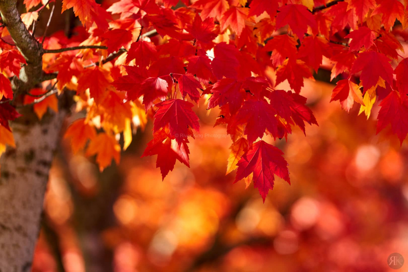 RK_181014_A7RIII_101740