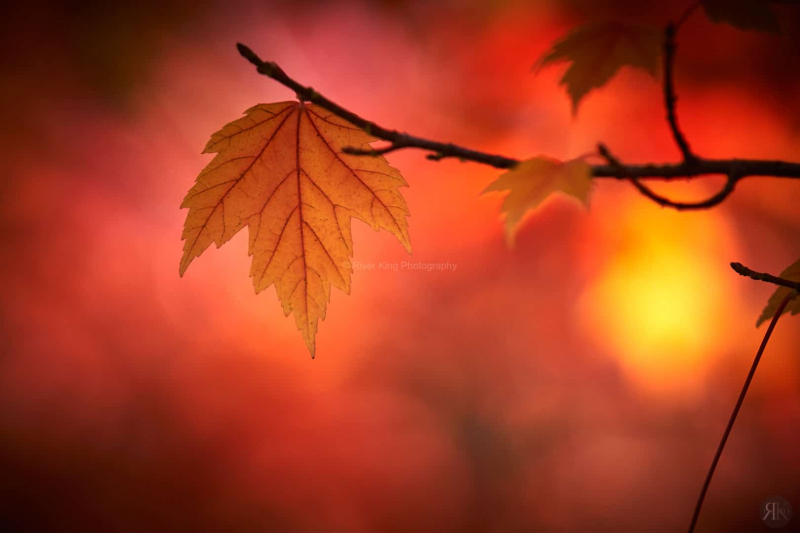 RK_181014_A7RIII_101748