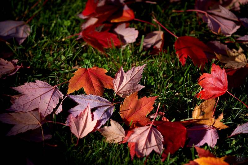 RK_181014_A7RIII_101750