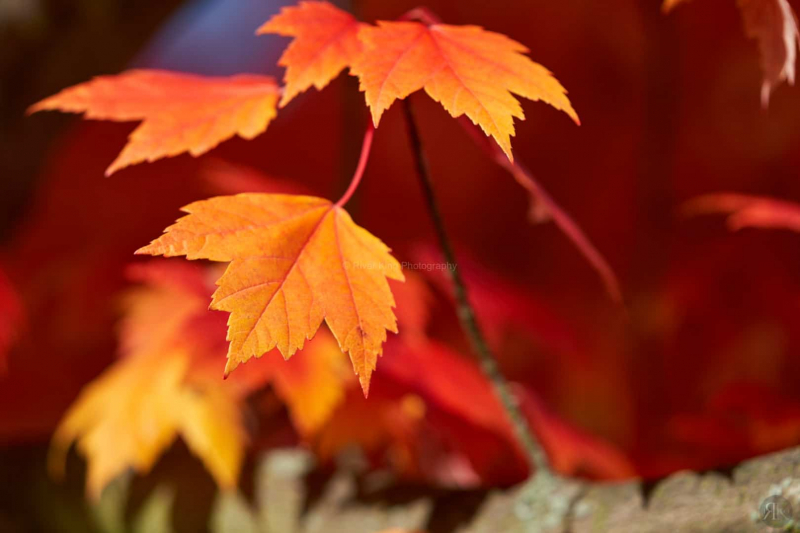 RK_181014_A7RIII_101752