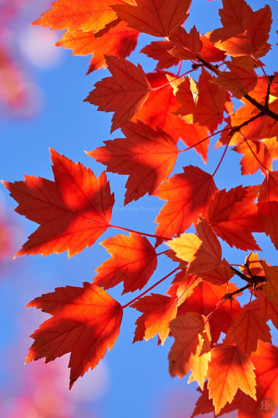 RK_181014_A7RIII_101761