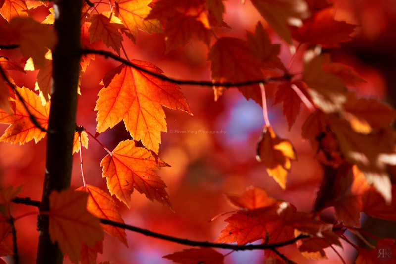 RK_181014_A7RIII_101763