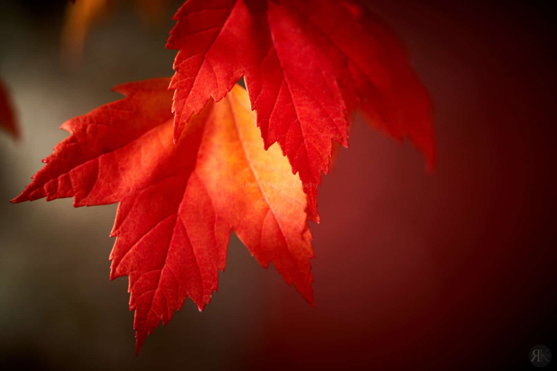 RK_181014_A7RIII_101769