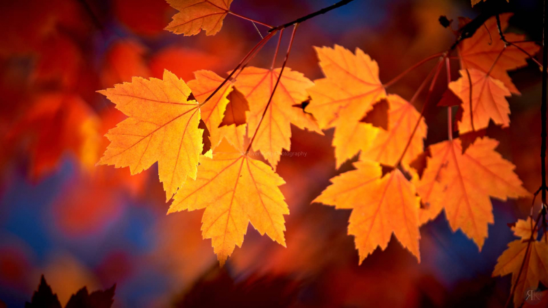 RK_181014_A7RIII_101810-1