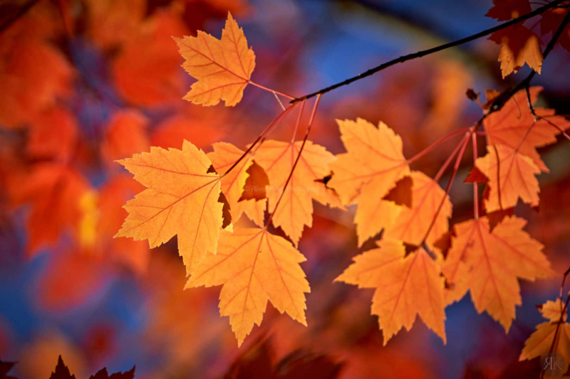 RK_181014_A7RIII_101812