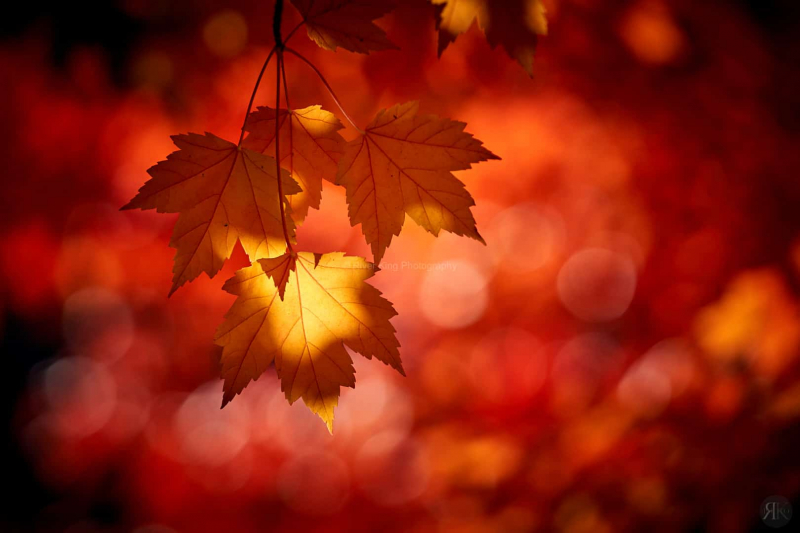 RK_181014_A7RIII_101820