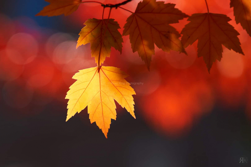 RK_181014_A7RIII_101838