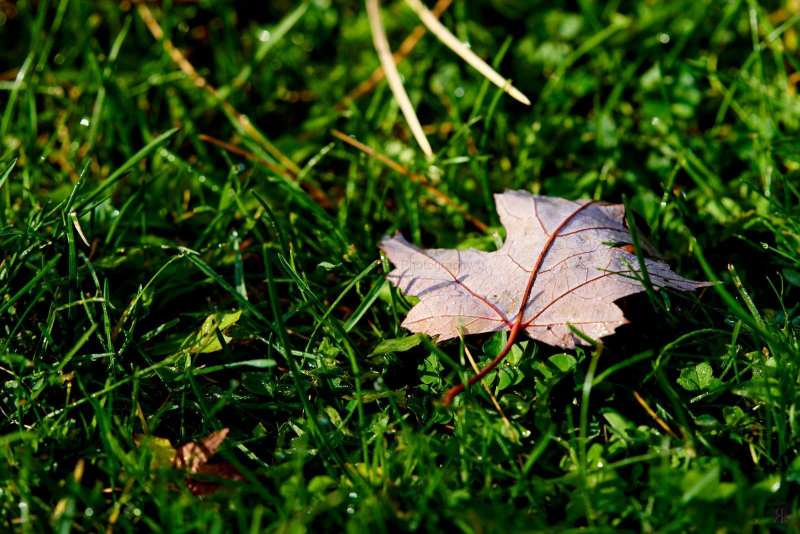 RK_181007_A7RIII_101646