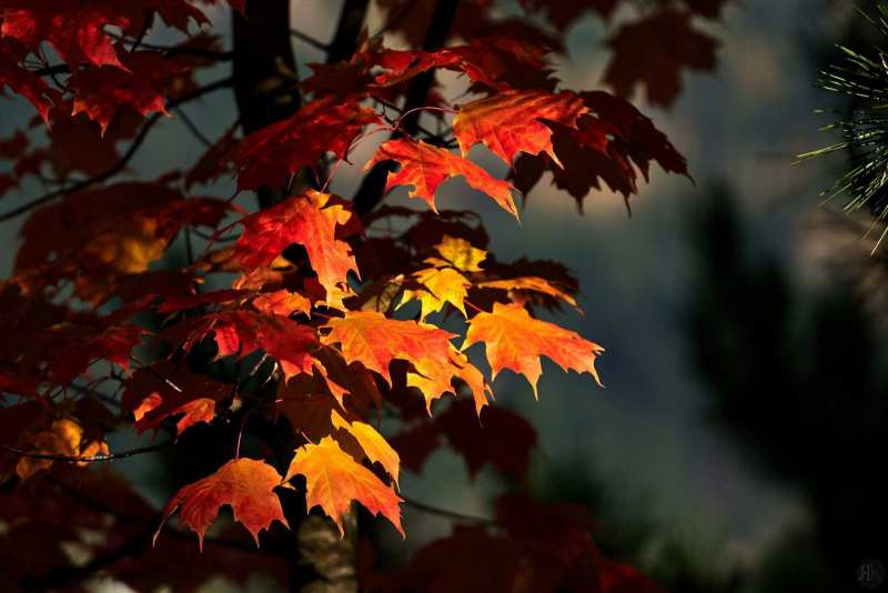 RK_181007_A7RIII_101649