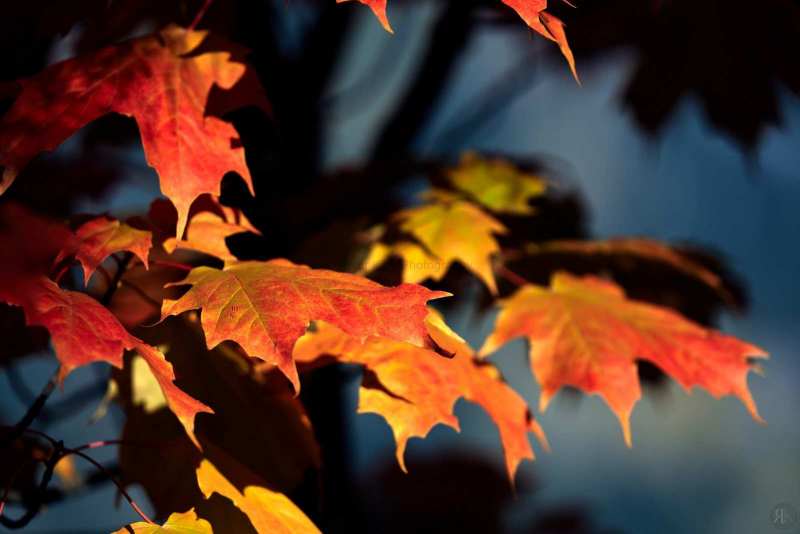 RK_181007_A7RIII_101650