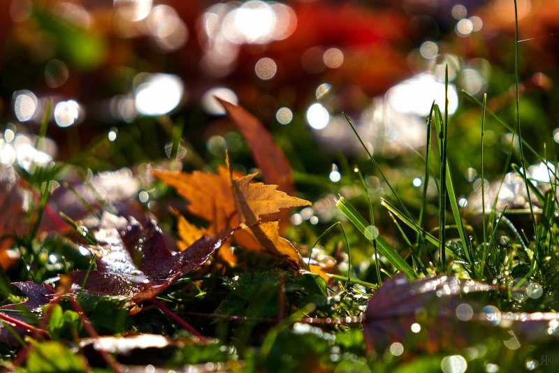 RK_181007_A7RIII_101657