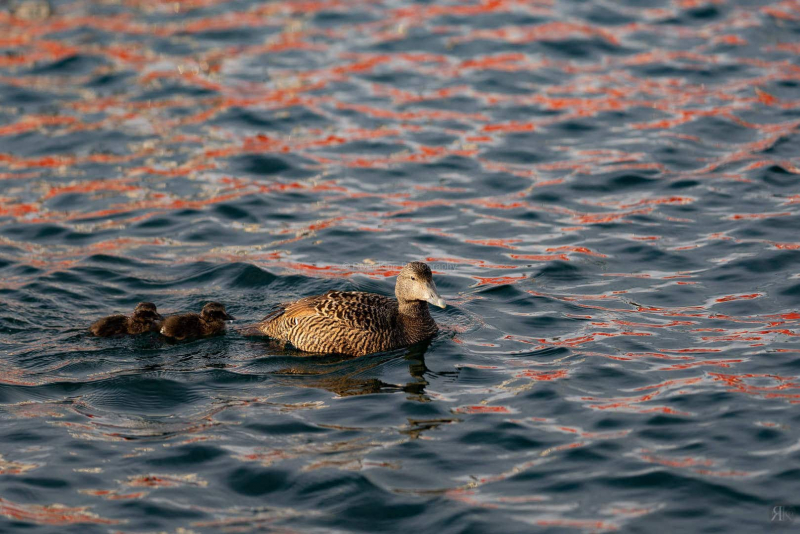 RK_190604_A7RIII_201120