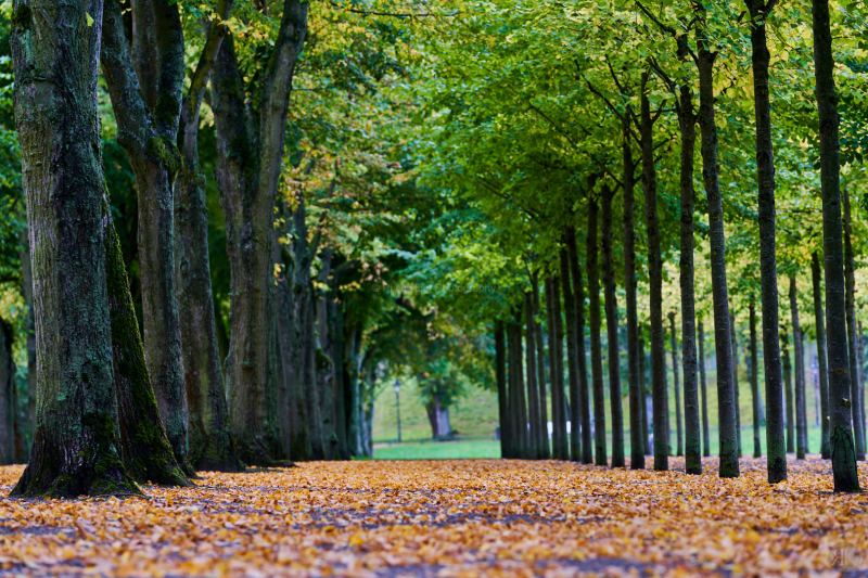 RK_201009_A7RIII_306286 RK_201009_A7RIII_306286