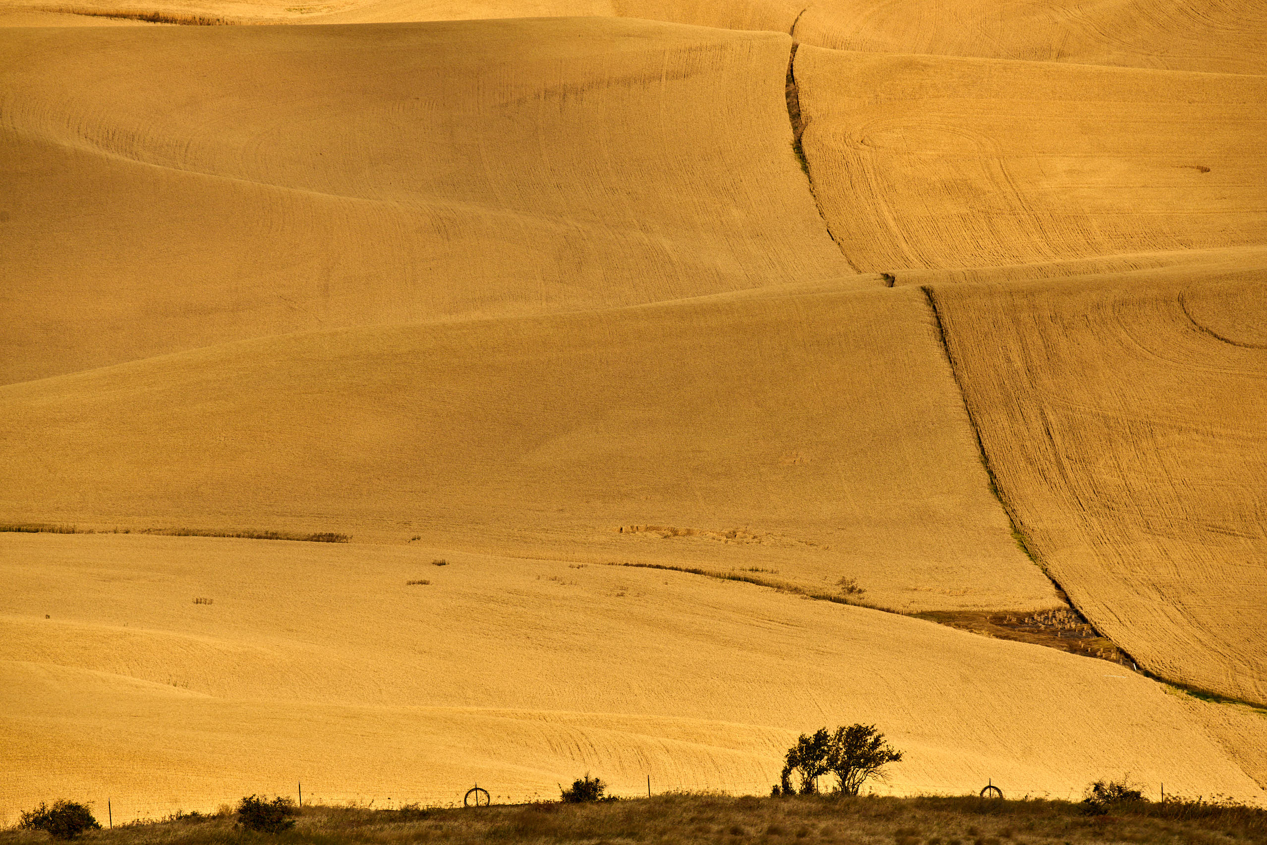 美国：八月的华盛顿州大麦田