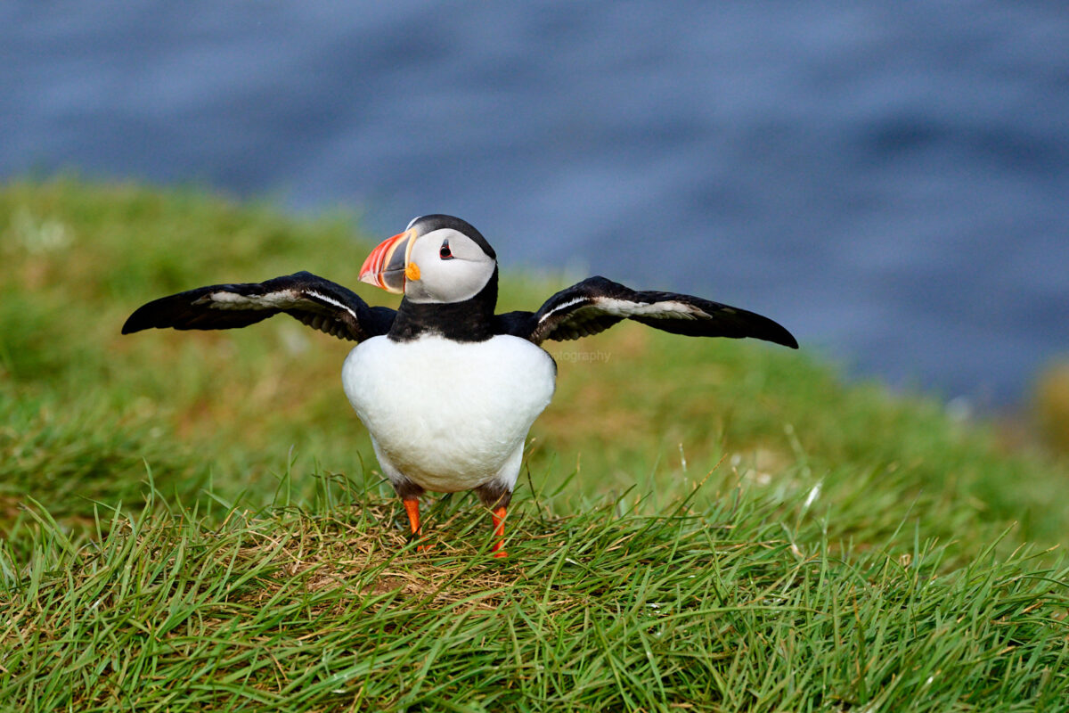 2022: Road Trip in Iceland - Puffins 7